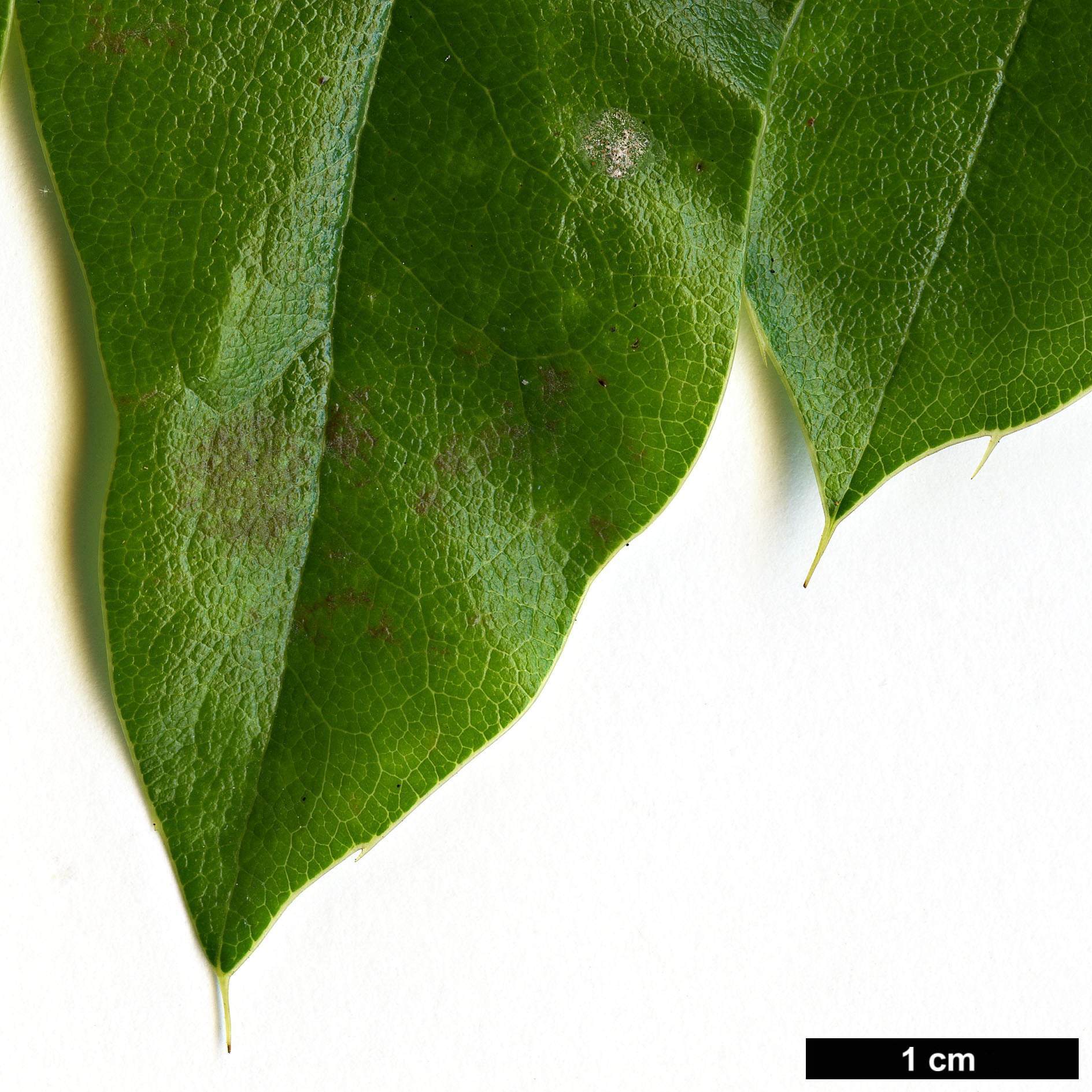 High resolution image: Family: Berberidaceae - Genus: Mahonia - Taxon: pinnata - SpeciesSub: subsp. insularis 'Schnilemoon'